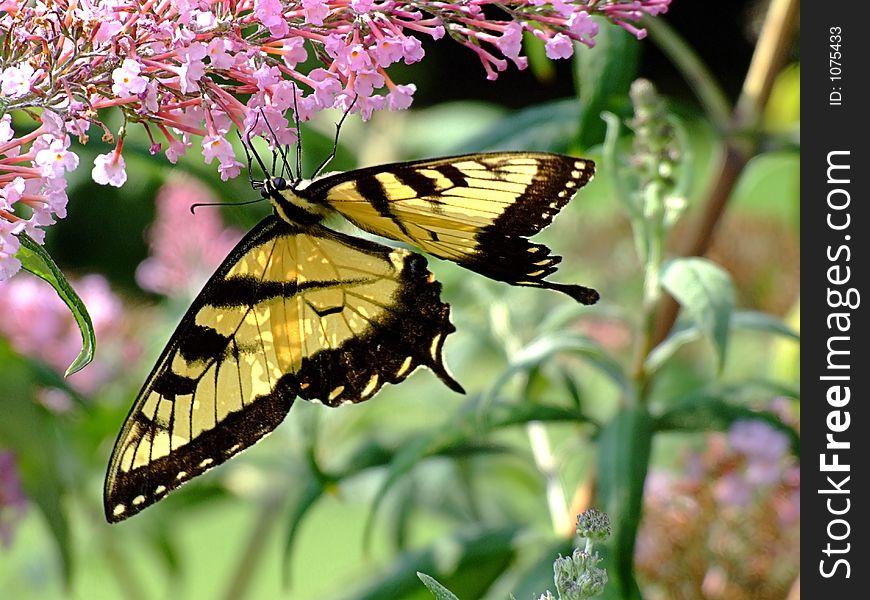 Swallowtail Butterfly on Purple Flower