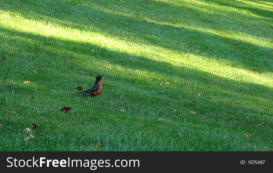 American Robin in backyard
