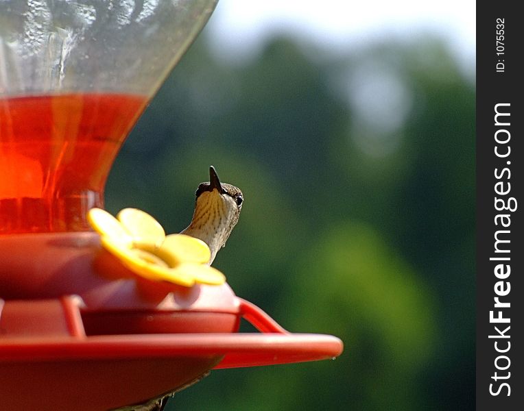 Peek-a-boo Hummingbird
