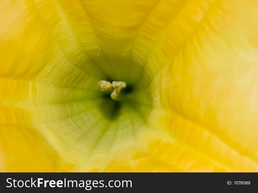 close-up of an open Yellow trumpet flower. close-up of an open Yellow trumpet flower