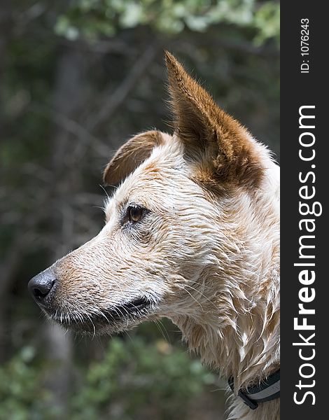 Profile,Cattle Dog