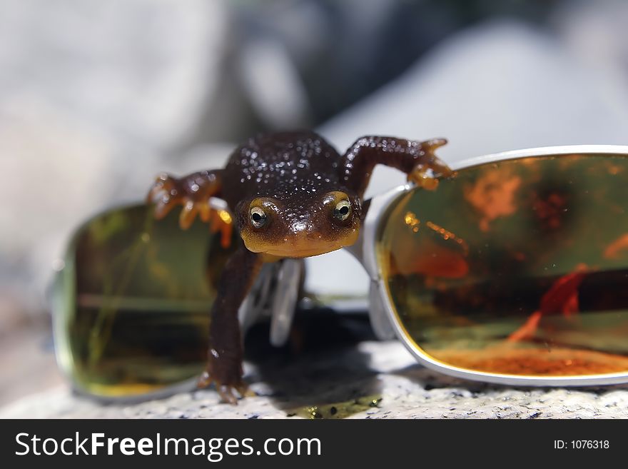 Orange belly newt crawling over sunglasses