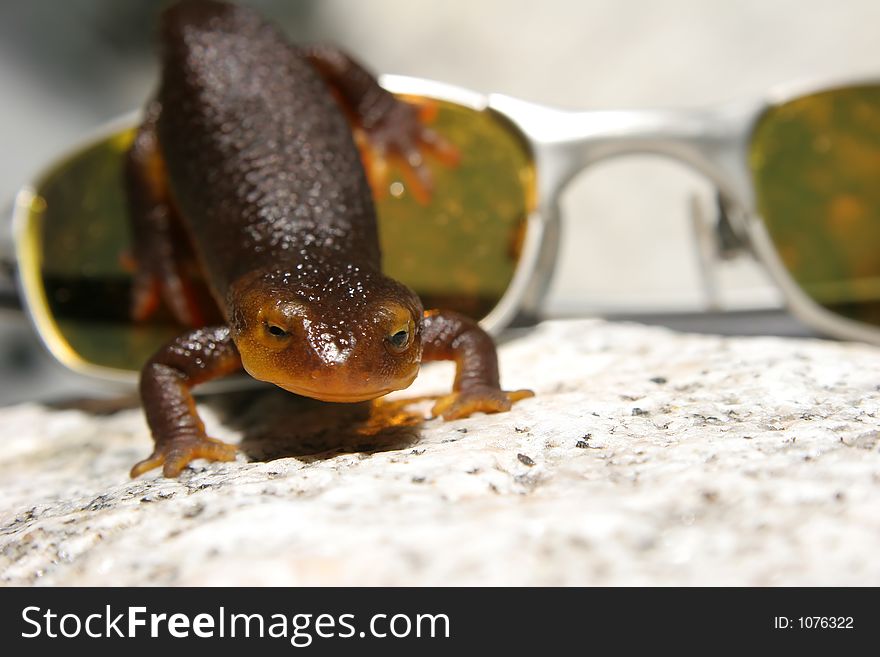 Orange belly newt crawling over sunglasses