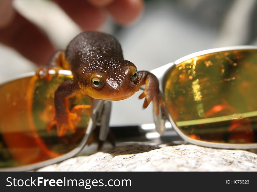 Orange belly newt crawling over sunglasses