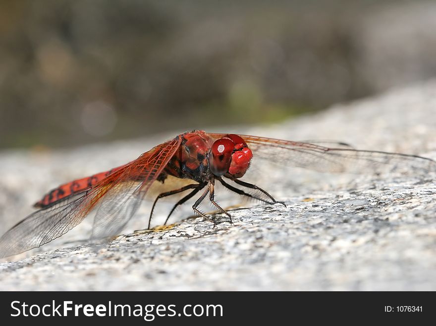 Red Dragonfly Close-up