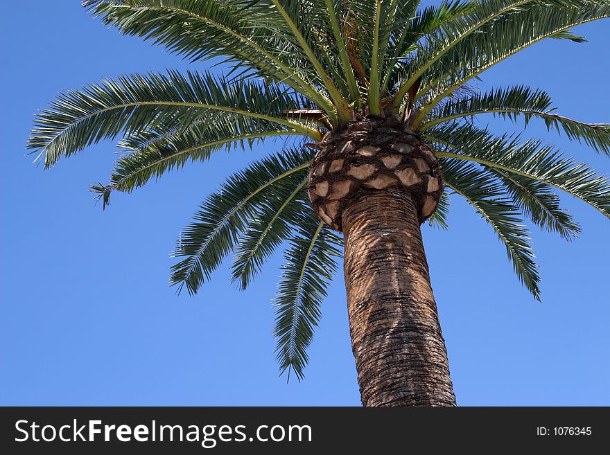 Palm Tree Isolated