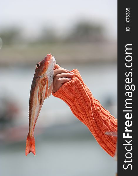 Redfish in the hand