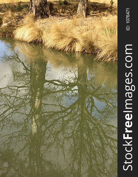 Trees reflections in a river. Trees reflections in a river