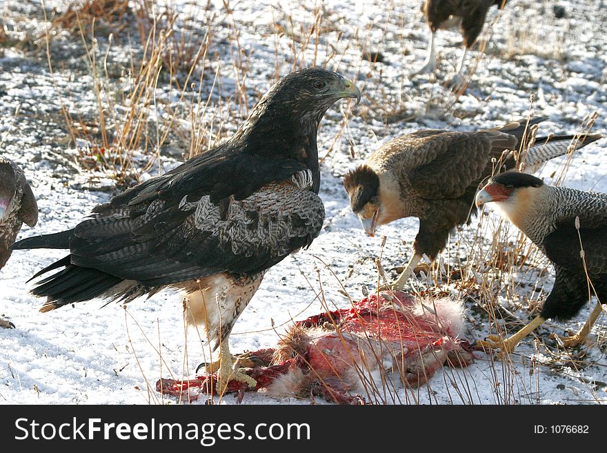 Eagle and caracara feeding