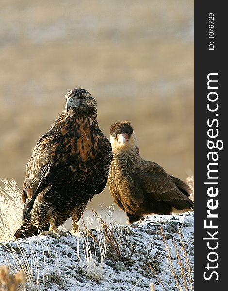 Eagle and caracara