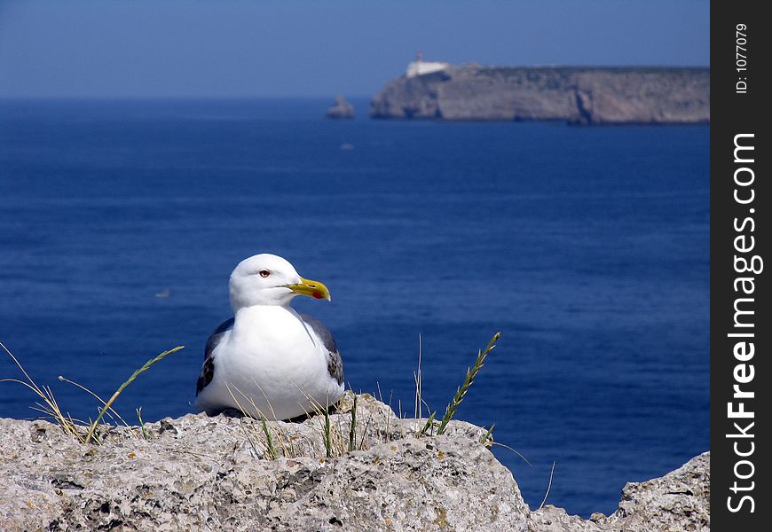 Seagull on a cliff, ready to fly