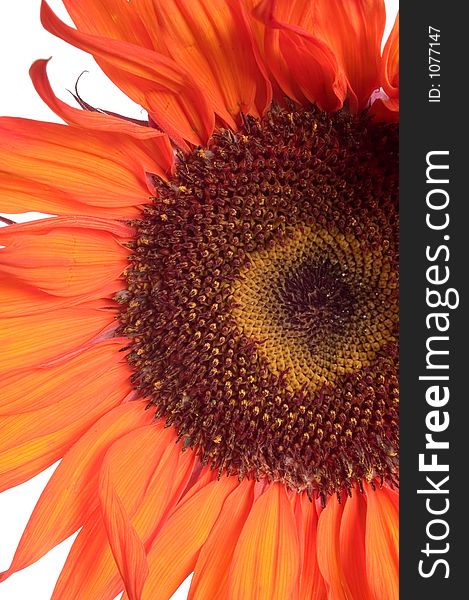 Orange sunflower isolated on white