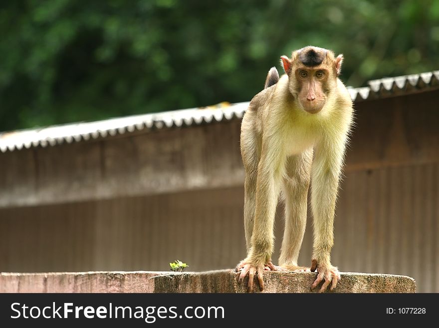 Monkey â€“ in gold fur standing on roof. Monkey â€“ in gold fur standing on roof