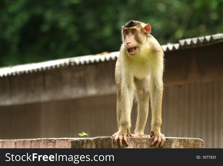 Monkey â€“ in gold fur standing on roof. Monkey â€“ in gold fur standing on roof