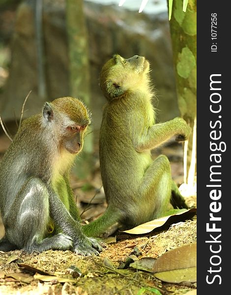 Monkey â€“ teamwork (one checking for falling fruit, one collecting the fruit). Monkey â€“ teamwork (one checking for falling fruit, one collecting the fruit)