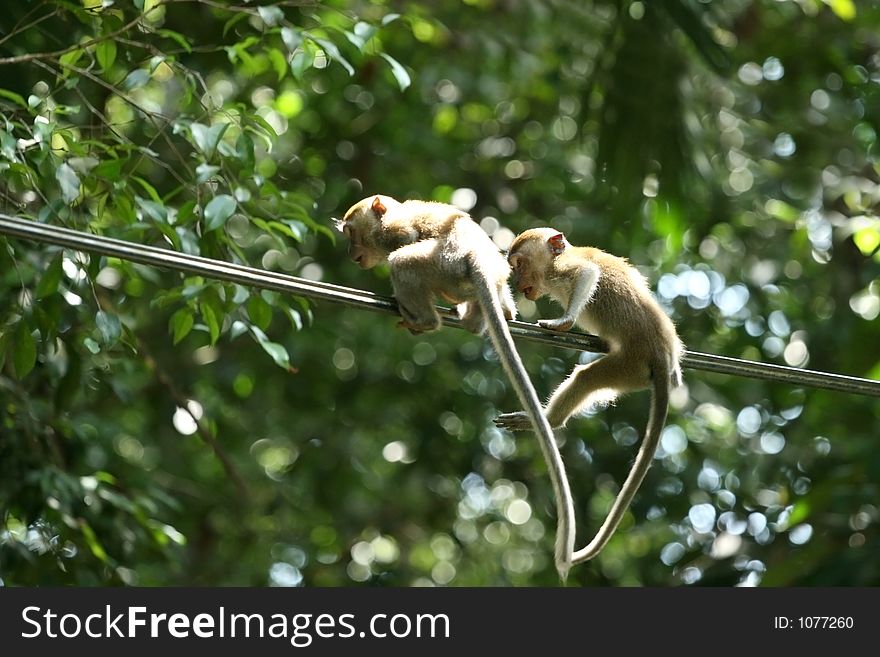 Monkey â€“ two young monkeys on cable. Monkey â€“ two young monkeys on cable
