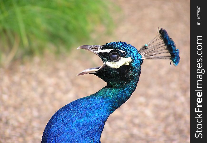 Peacock cry