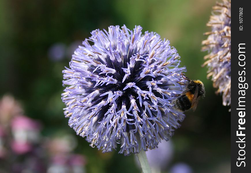 Picture of a bee on blue alium. Picture of a bee on blue alium