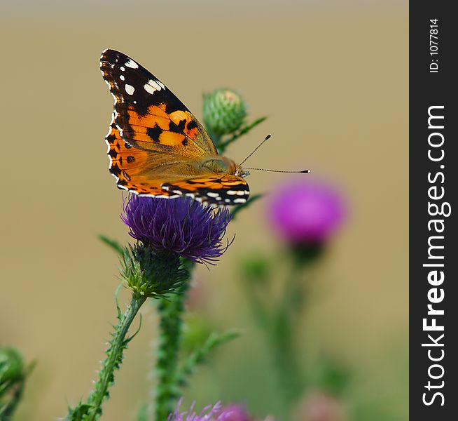 Colorful butterfly and blurred pink flower in the background