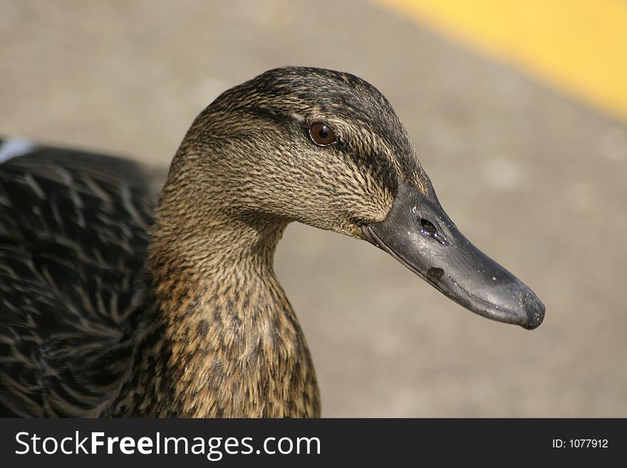 Brown female mallard duck