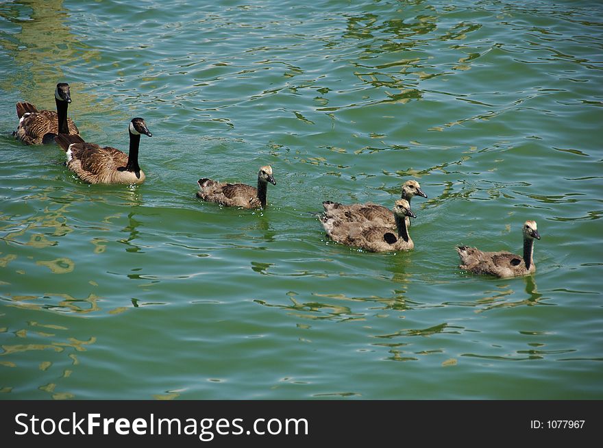 Canadian Goose Family. Canadian Goose Family