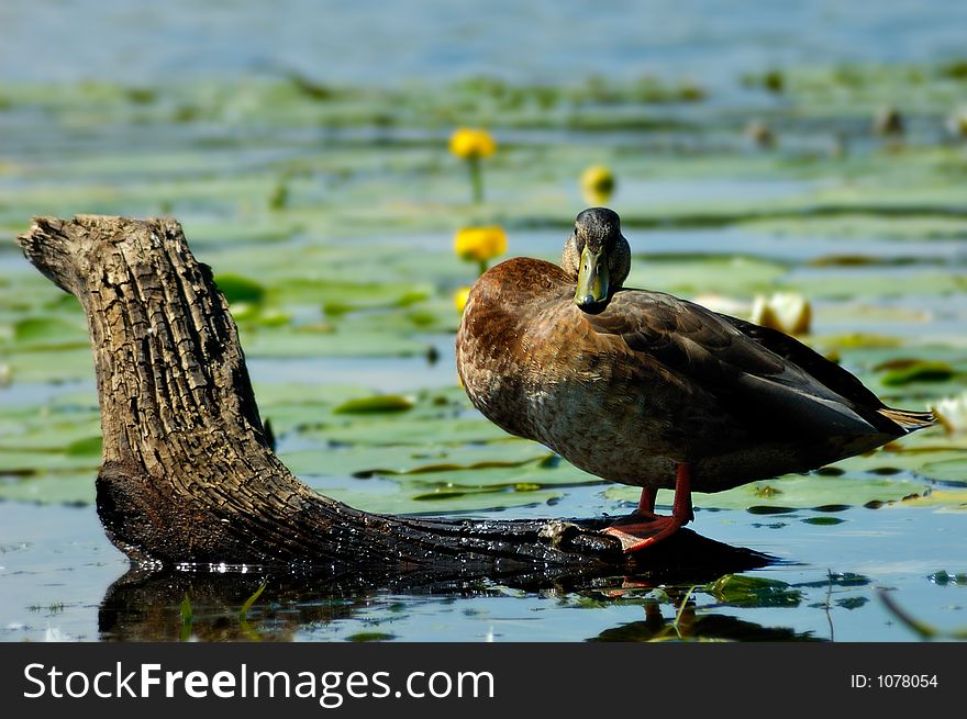 Funny duck standing on log