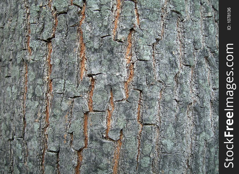 Tree Bark High Resolution