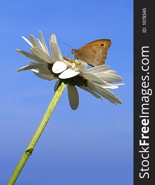 Butterfly on flower and blue sky on the background