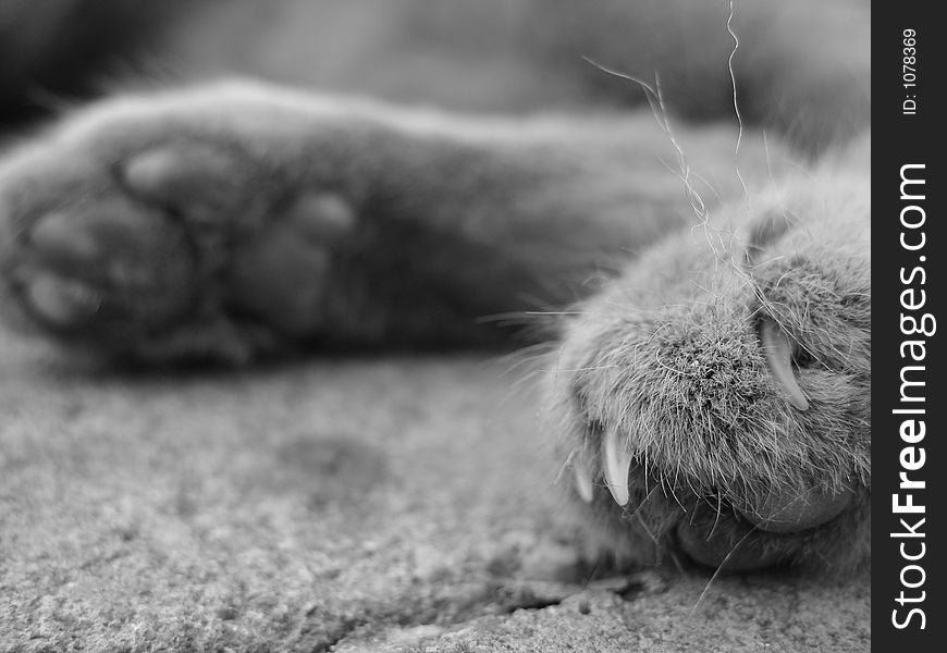 Cats claw and hairs in focus while background shows underside of other paw. photo is in black and white. Cats claw and hairs in focus while background shows underside of other paw. photo is in black and white