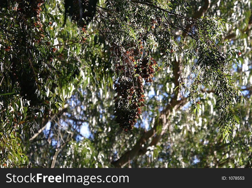 Monarchs resting at Natural Bridges State Park after the long journey home. Monarchs resting at Natural Bridges State Park after the long journey home