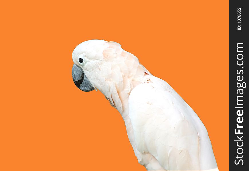 White parrot on orange background. White parrot on orange background