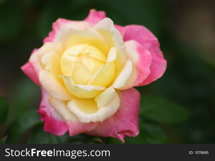 Beautiful Hybrid Rose from Alabama