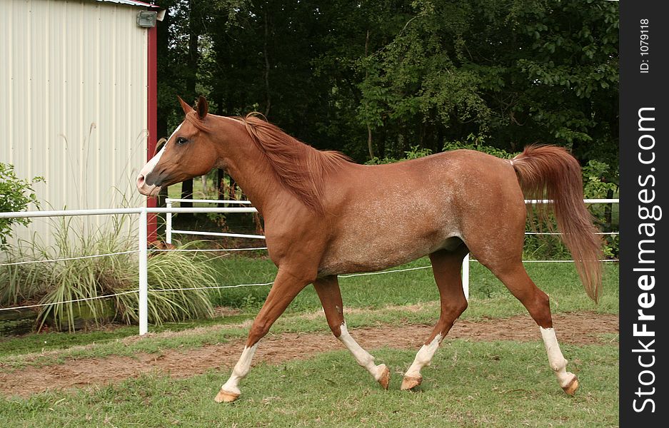 Chestnut arabian gelding trotting. Chestnut arabian gelding trotting