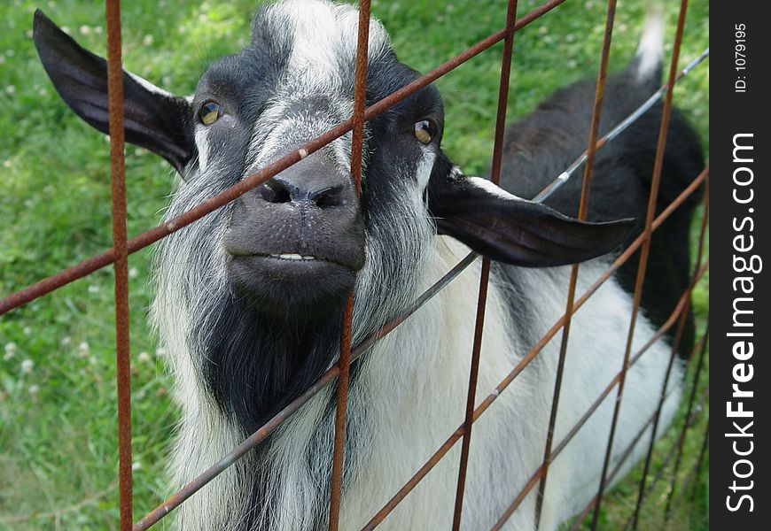 Goat through rusty Fence. Goat through rusty Fence