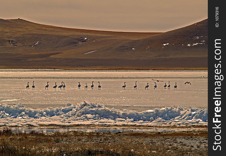 Geese Lined Up On The Ice