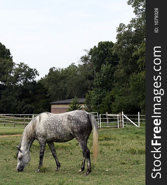 Dabble grey Arabian mare grazing. Dabble grey Arabian mare grazing