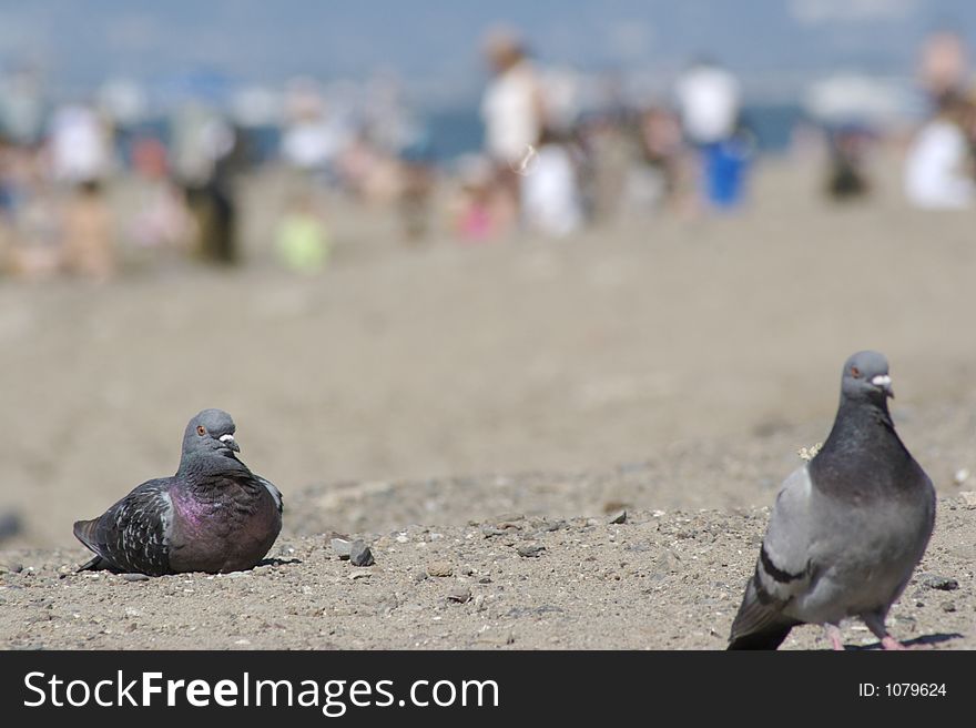 Pigeons on the beach with people in BG