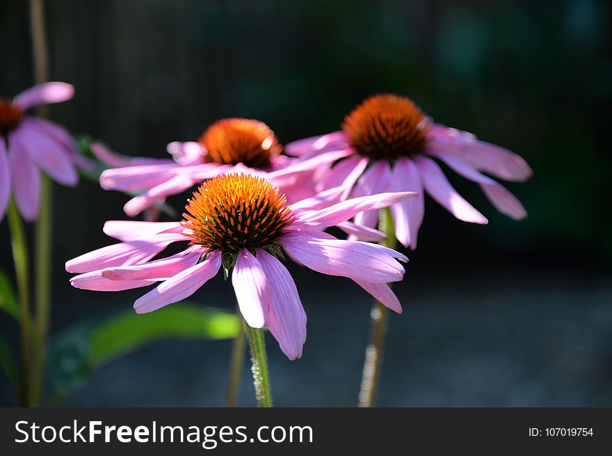 Flower, Coneflower, Plant, Purple