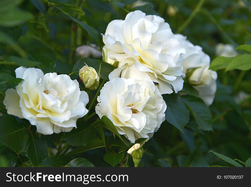 Flower, Rose, Plant, Rose Family