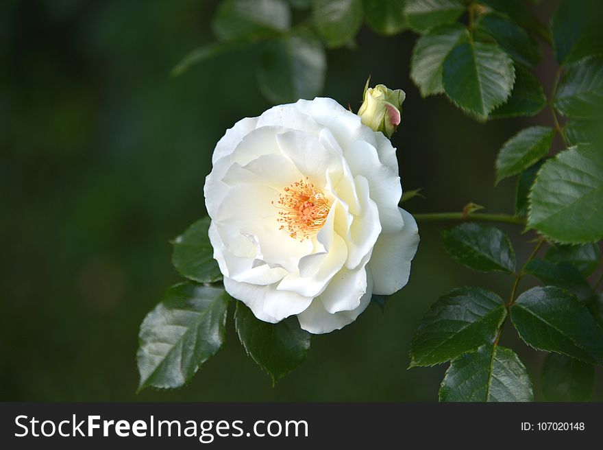 Flower, Rose, Rose Family, White