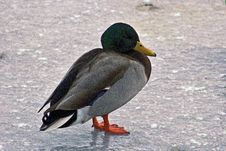 Lone Mallard On Frozen Pond Looking Cold Stock Photography