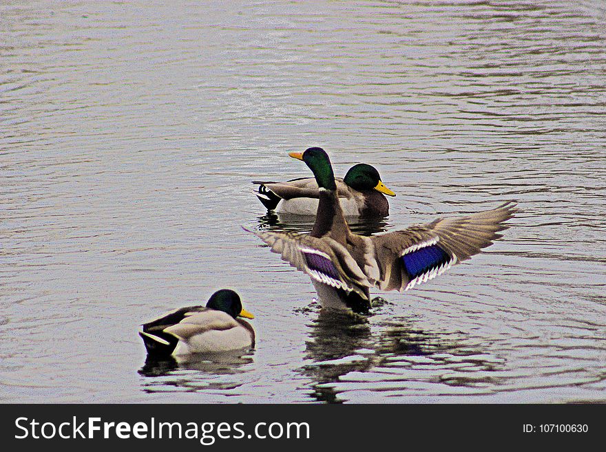 Drake mallard - Grean Head with wings spread on pond in Boise Idaho in winter. Drake mallard - Grean Head with wings spread on pond in Boise Idaho in winter