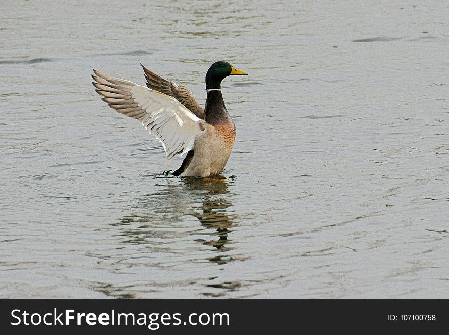 Drake mallard - Grean Head coming out of the water with wings spread pond in Boise Idaho in winter. Drake mallard - Grean Head coming out of the water with wings spread pond in Boise Idaho in winter