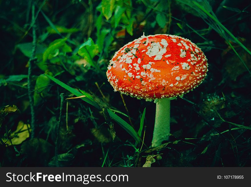 Bright amanita mushroom in the forest, autumn season, filtered background. Bright amanita mushroom in the forest, autumn season, filtered background.