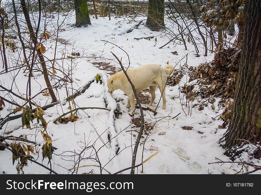 Dog in Winter Park