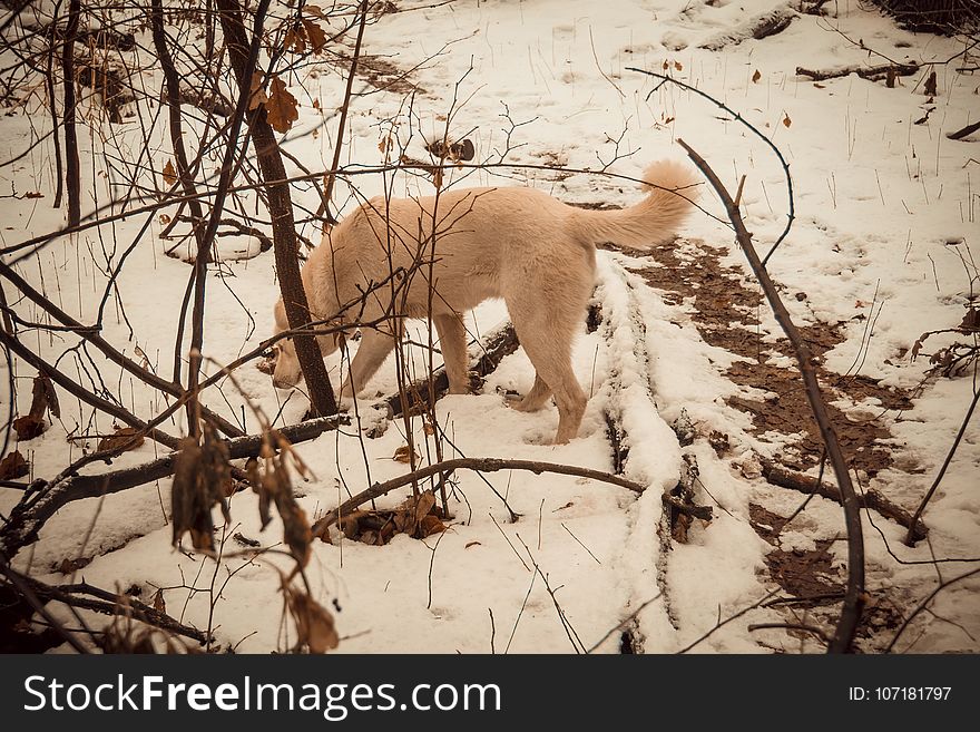 Dog in Winter Park