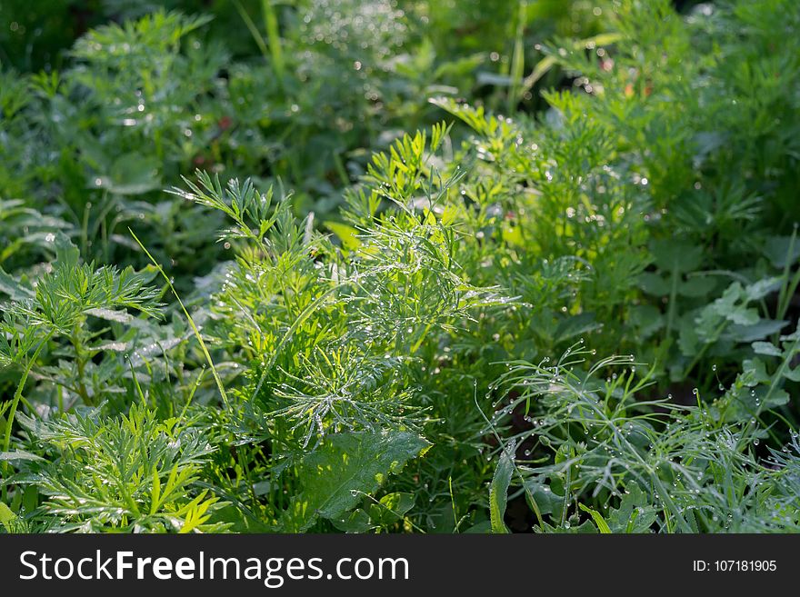 Fresh morning dew on green dill leaves close up. Fresh morning dew on green dill leaves close up.