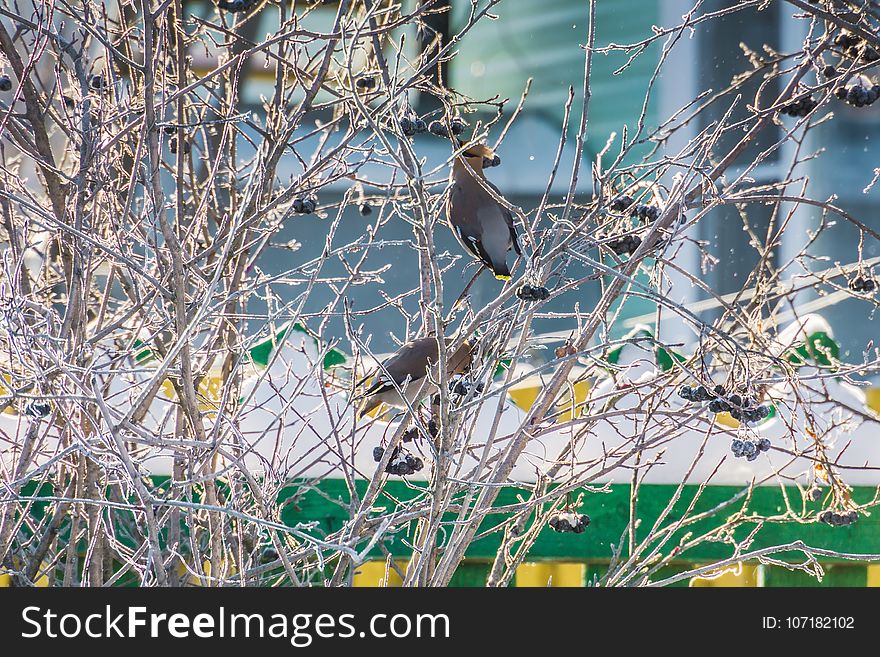 Hungry waxwing birds sitting on frosted tree branches. Hungry waxwing birds sitting on frosted tree branches.