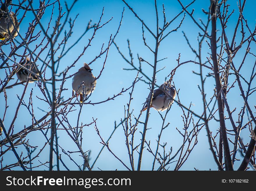 Waxwings on Winter Tree