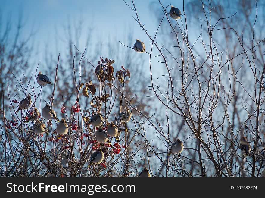 Hungry waxwing birds sitting on frosted tree branches. Hungry waxwing birds sitting on frosted tree branches.